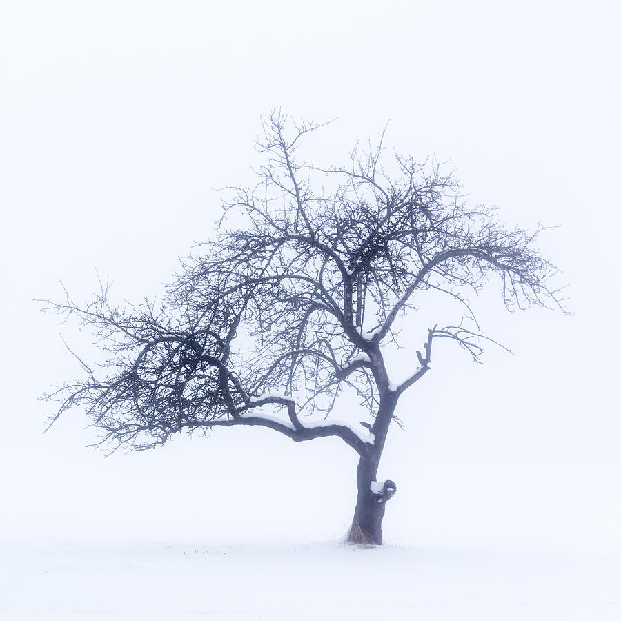 Lonely tree in the fog Photograph by Aldona Pivoriene