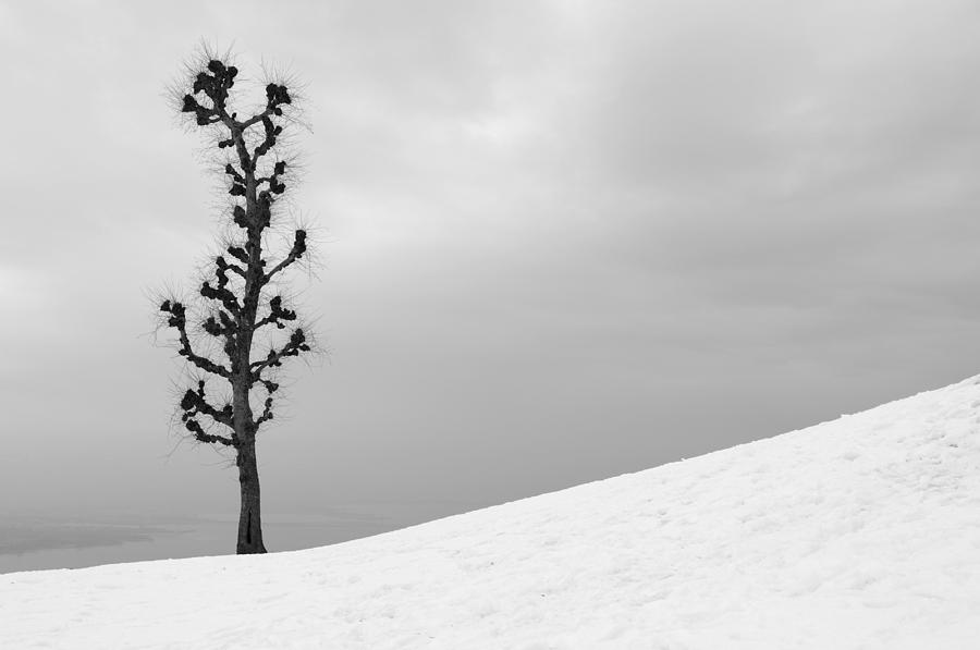 Lonely Tree in Winter Photograph by Chevy Fleet
