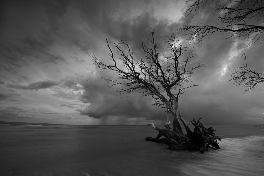 Lonely Tree Photograph by James Roemmling