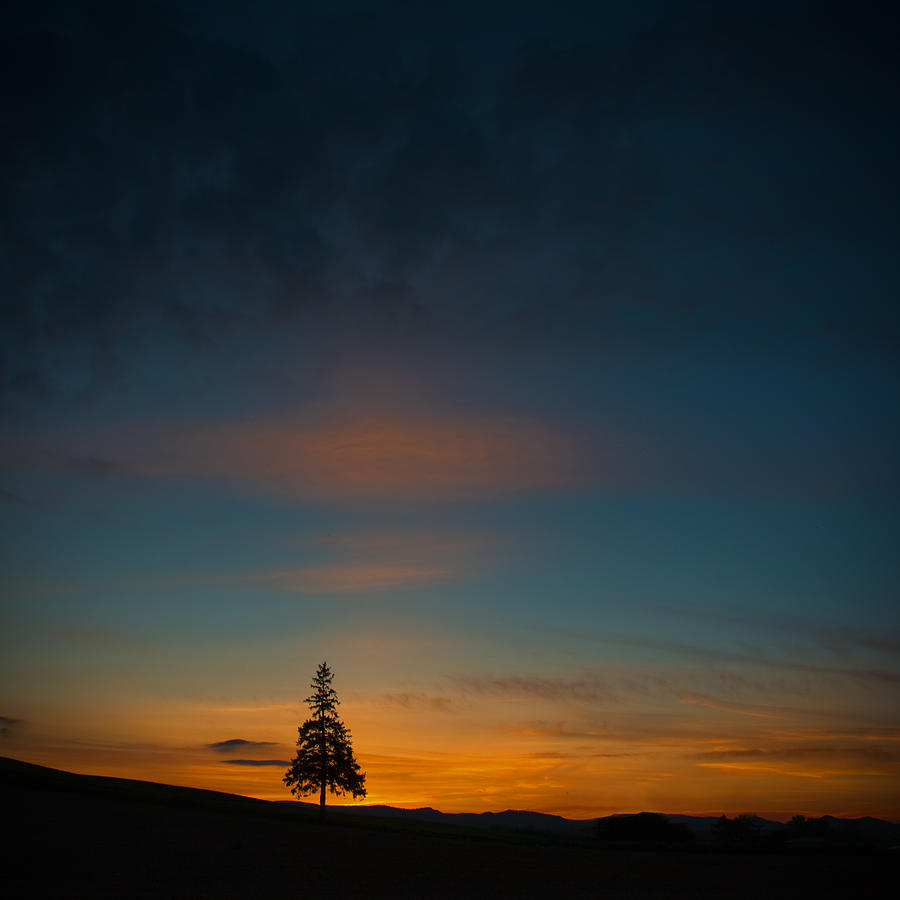 Lonely Tree Photograph by Jason KS Leung