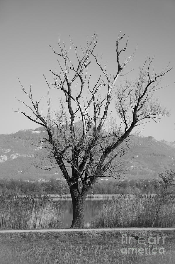 Lonely Tree Photograph by Leonardo Fanini