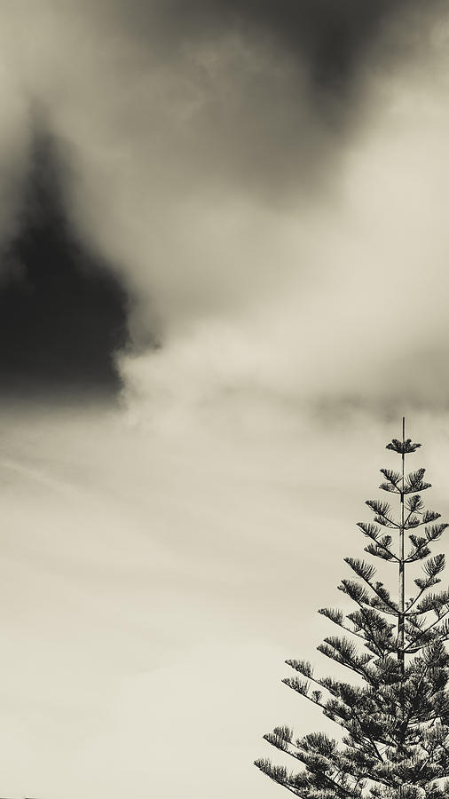 Lonely Tree Photograph by Marco Oliveira