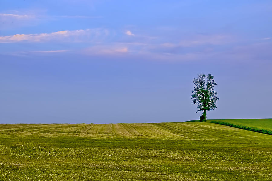 Lonely Tree Photograph by Maria Coulson