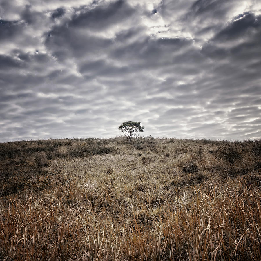 Lonely Tree Photograph by Mendowong Photography