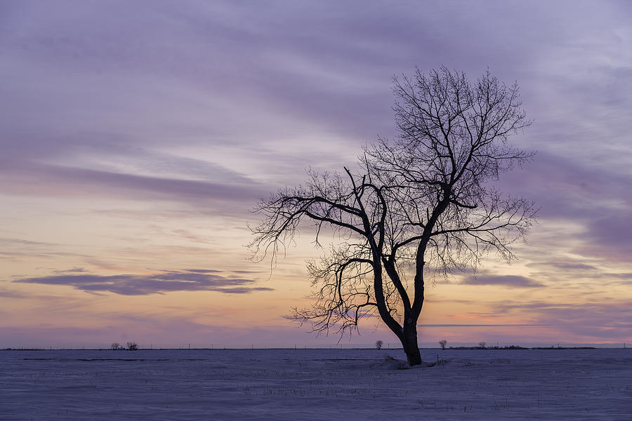 Lonely tree Photograph by Nebojsa Novakovic