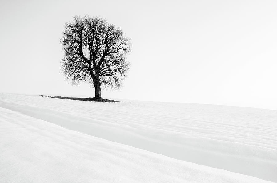 Lonely Tree Photograph by Nicola Battistini