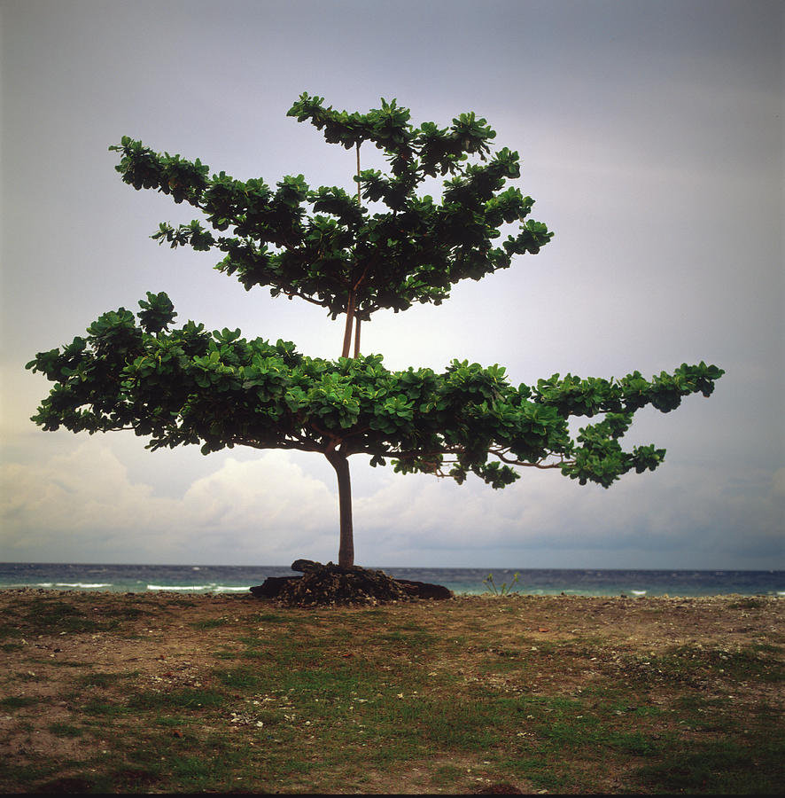 Lonely Tree On Beach Of Gili Island Photograph by Vsevolod Vlasenko