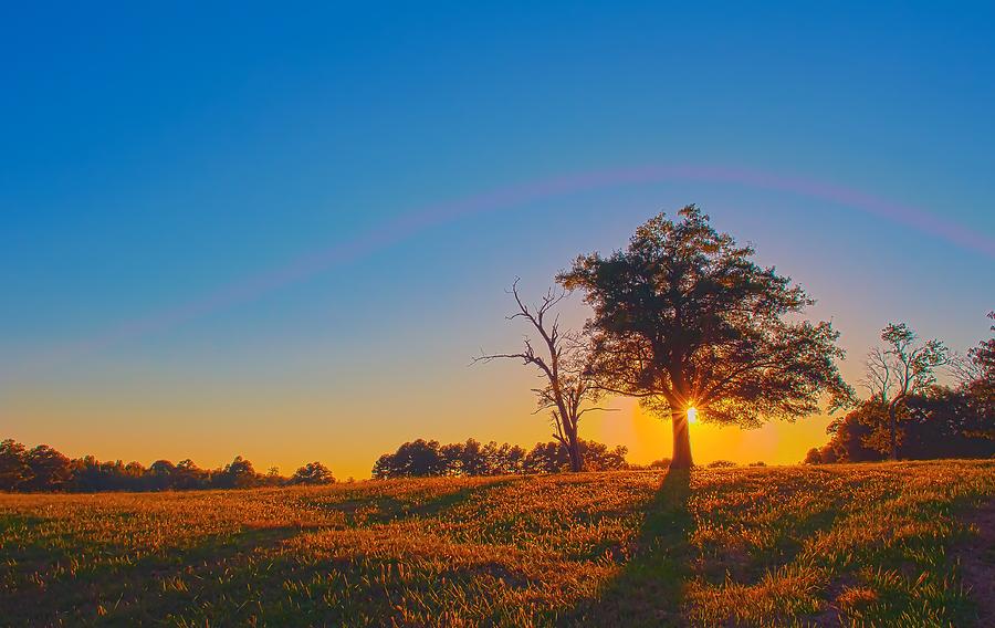 Lonely Tree On Farmland At Sunset Photograph by Alex Grichenko