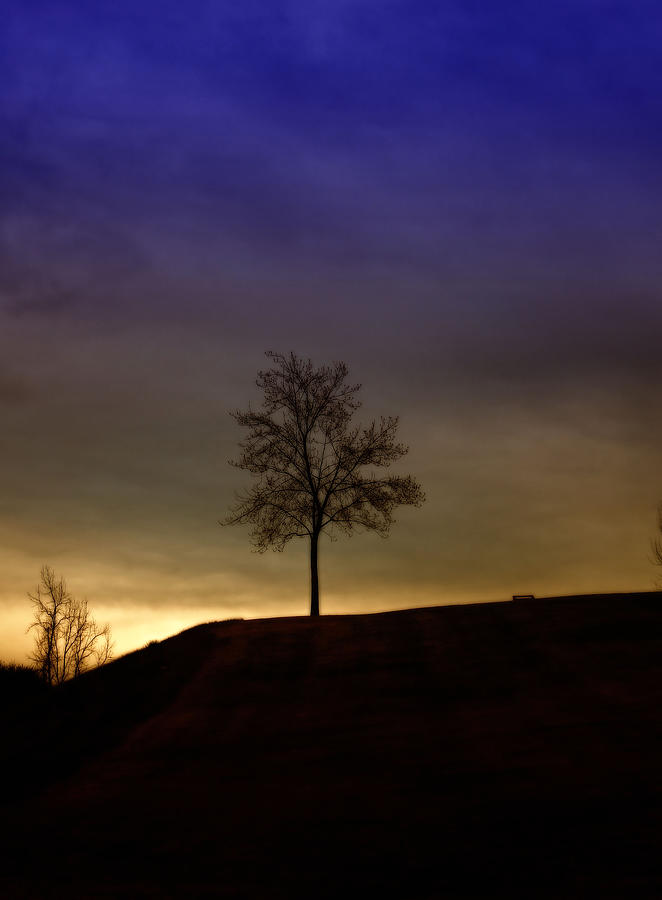 Lonely Tree on Hill Photograph by David Zumsteg