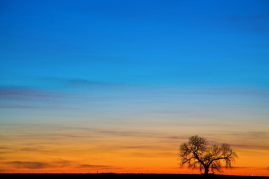 Lonely Tree on the Plains Photograph by James BO Insogna