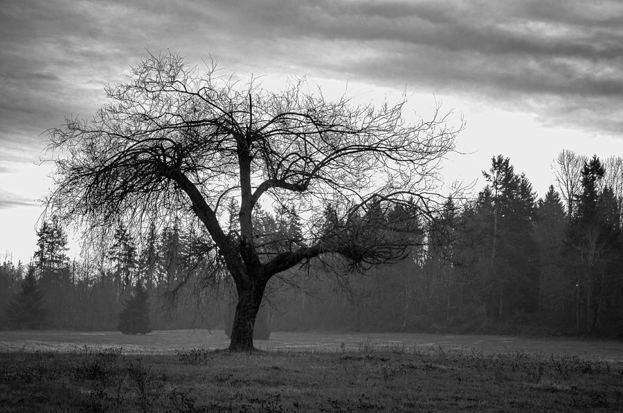 Lonely Tree Photograph by Ron Roberts