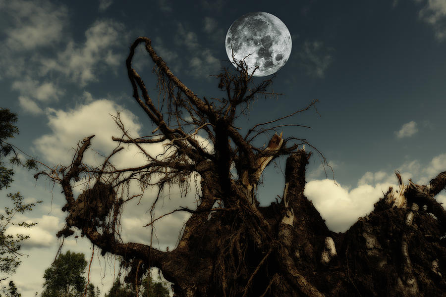 Lonely Tree Roots Reaching For A Full Moon Photograph by Christian Lagereek