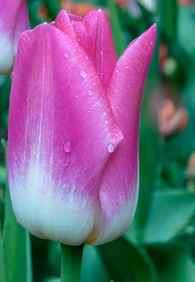 Flower Photograph - Lonely tulip by Sergey Simanovsky