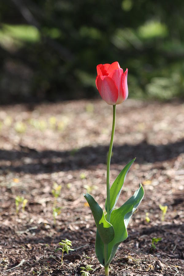 Lonely Tulip Photograph by Vadim Levin