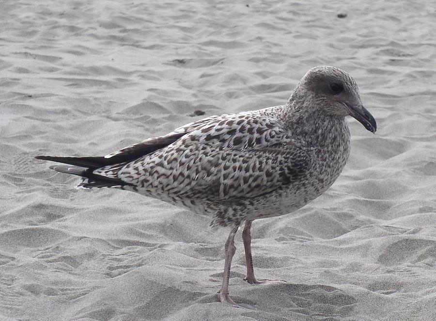 Seagulls Photograph - Lonely by Valerie Josi Seagulls Photograph - Lonely by Valerie Josi