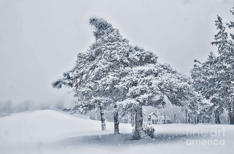 Lonely Winter Pinetree Enhanced Photograph by Jim Lepard