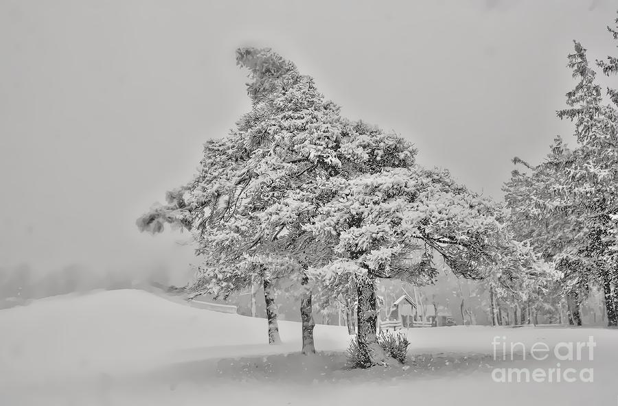 Lonely Winter Pinetree Photograph by Jim Lepard