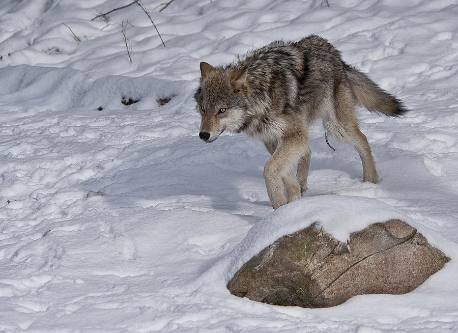 Lonely Wolf Photograph by Patrick Boening