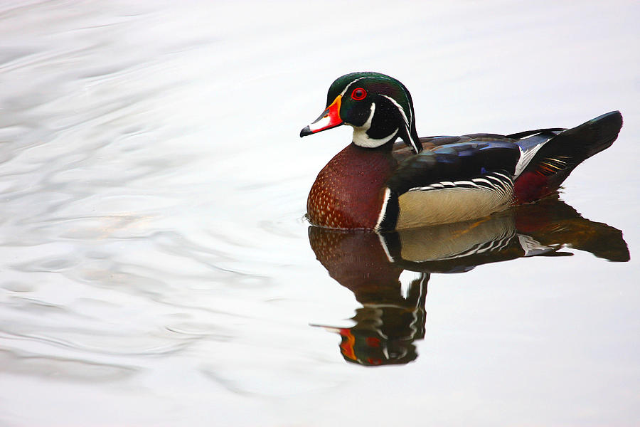 Lonely Wood Duck Photograph by Karol Livote