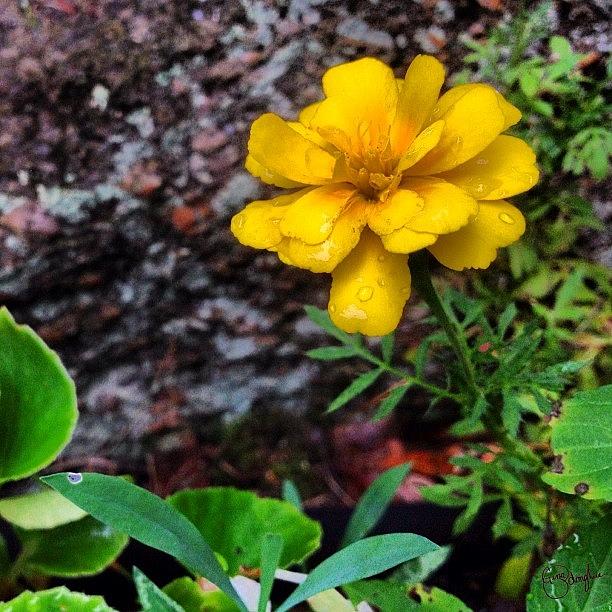 Nature Photograph - Lonely Yellow by Gina ODonoghue
