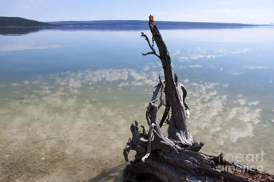 Lonely Yellowstone Lake Photograph by Brenda Kean