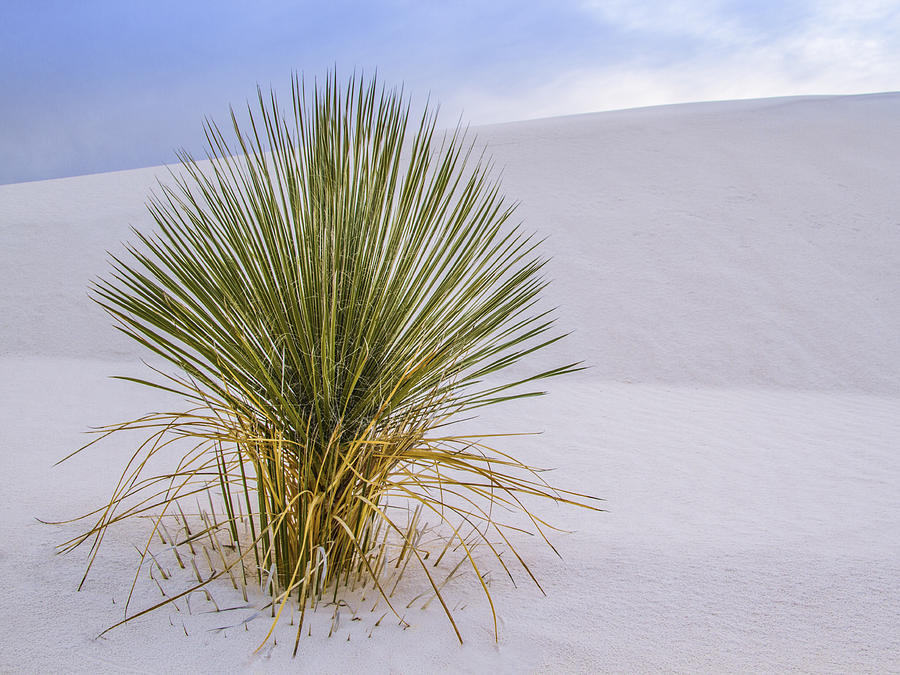 Lonely Yucca Plant in White Sands Photograph by Jean Noren