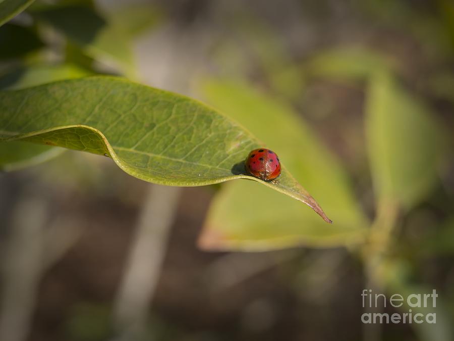 Lonesome Ladybug on a Leaf Photograph by MM Anderson