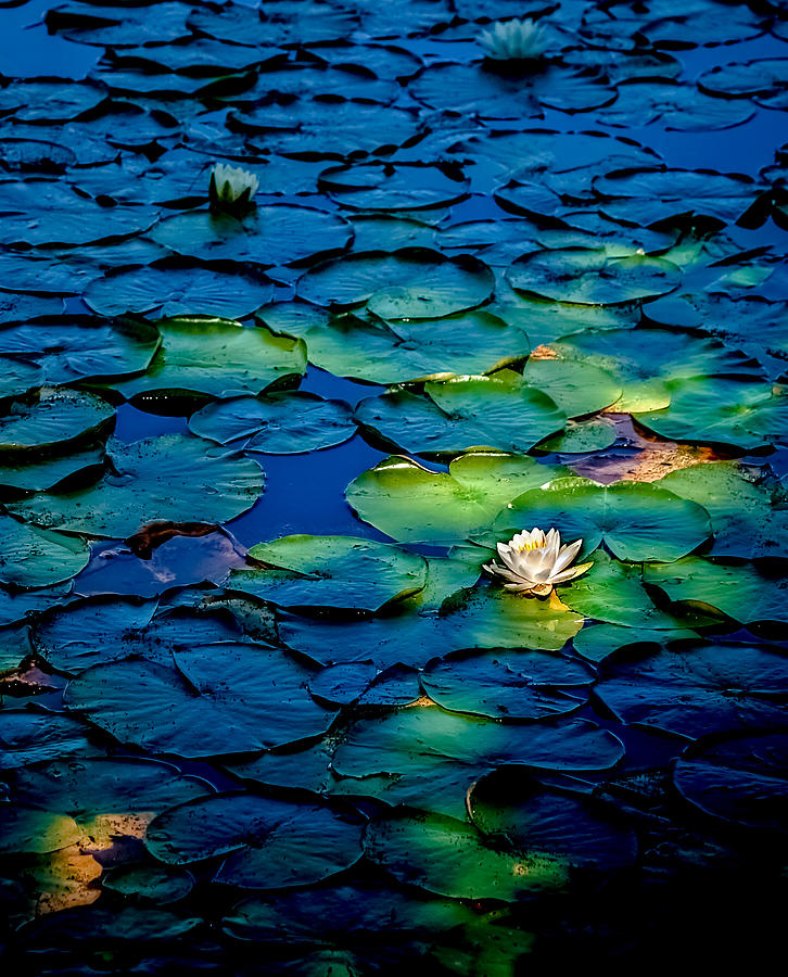 Lonesome Lily Photograph by Jim DeLillo