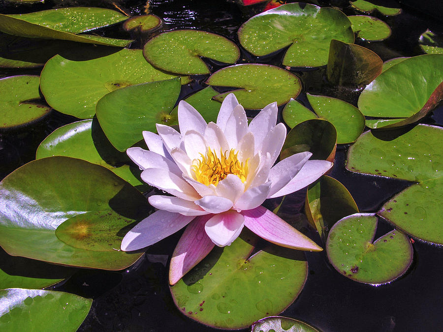 Lonesome Lily Photograph by Sherman Perry - Fine Art America