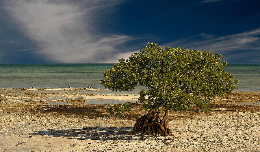 Lonesome Mangrove Photograph by Phil Jensen