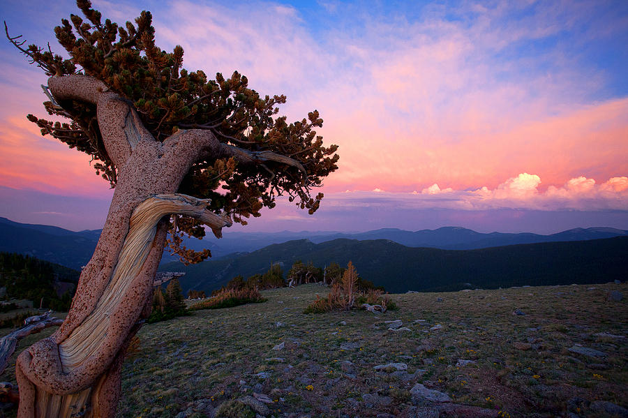 Lonesome Pine Photograph by Jim Garrison