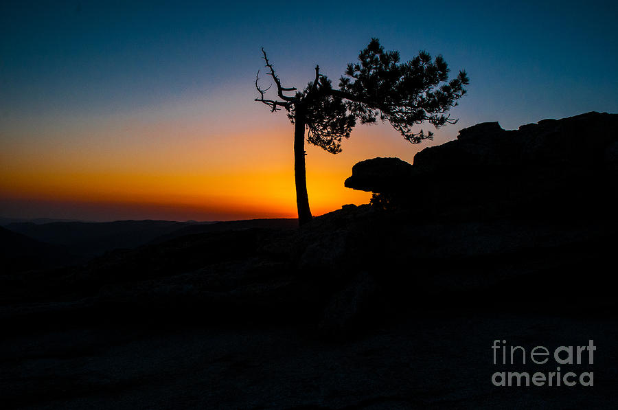 Lonesome Pine Photograph by Russell G Hunt