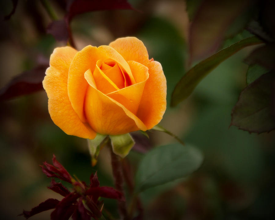 Lonesome Rose Photograph