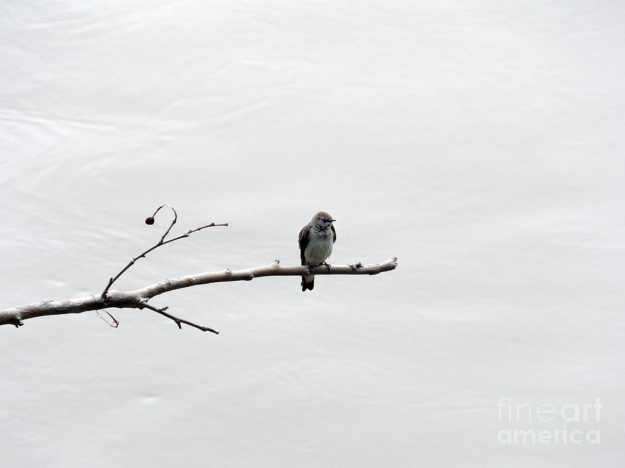 Bird Photograph - Lonesome by Skip Willits