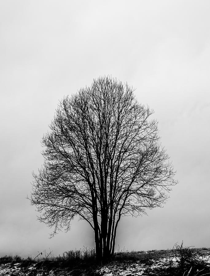Lonesome tree Photograph by Kenneth Moelgaard | Fine Art America