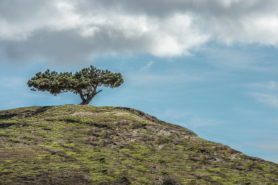 Lonesome Tree Photograph by Paul Johnson