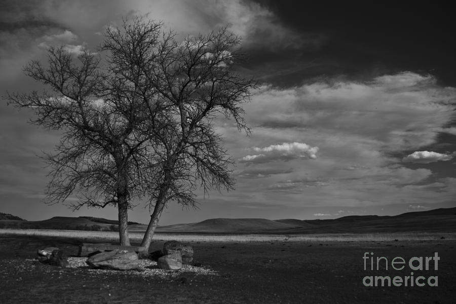 Lonesome Tree Photograph by Steve Triplett