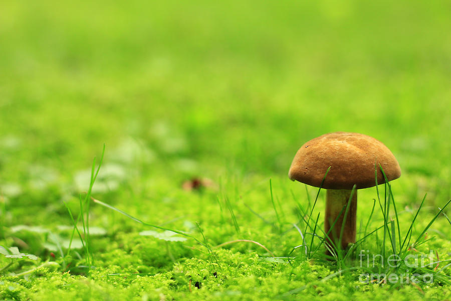Lonesome Wild Mushroom on a Lush Green Meadow Photograph by Beverly Claire Kaiya