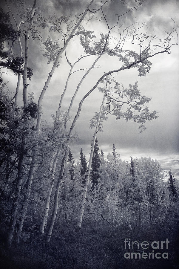 Nature Photograph - Lonesome Woods by Priska Wettstein