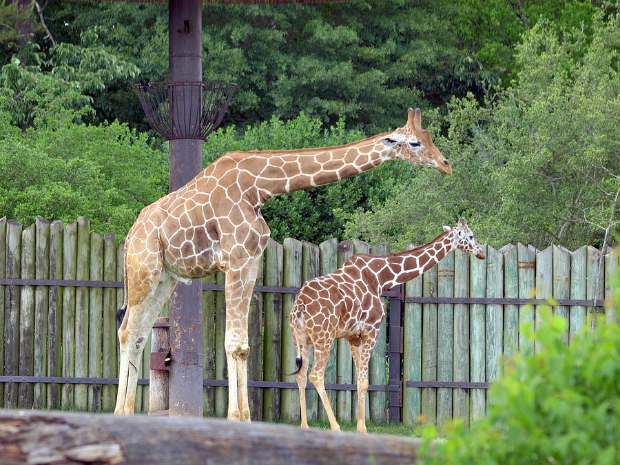 Long And Short Photograph By Darrell Clakley - Pixels