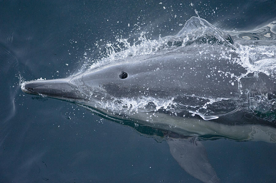 Animal Photograph - Long-beaked Common Dolphin Baja by Flip Nicklin