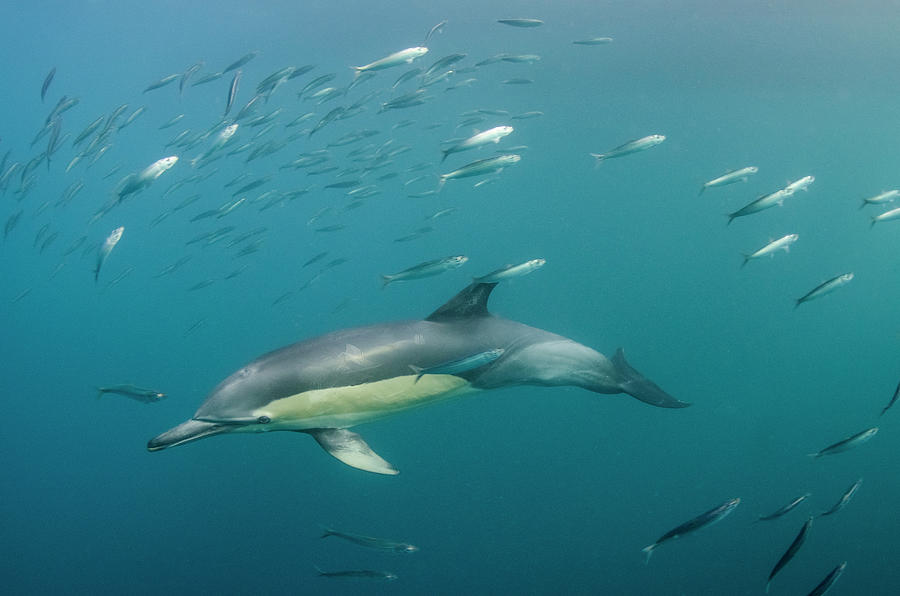 Africa Photograph - Long-beaked Common Dolphin (delphinus by Pete Oxford