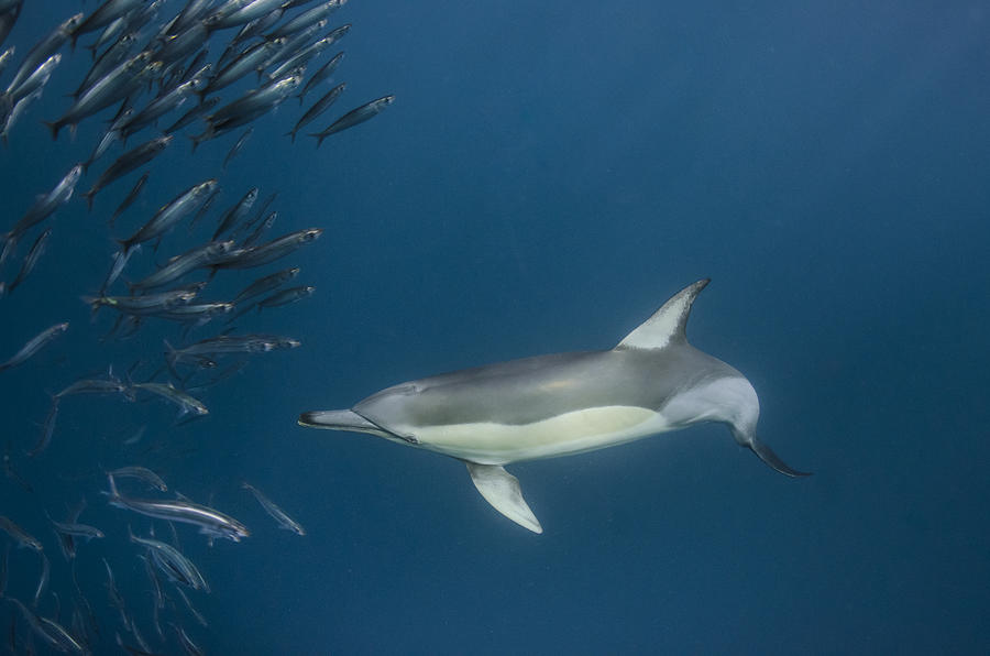 Long-beaked Common Dolphin Hunting Photograph by Pete Oxford