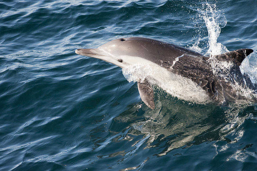 Long-beaked Common Dolphin Porpoising Photograph by Flip Nicklin