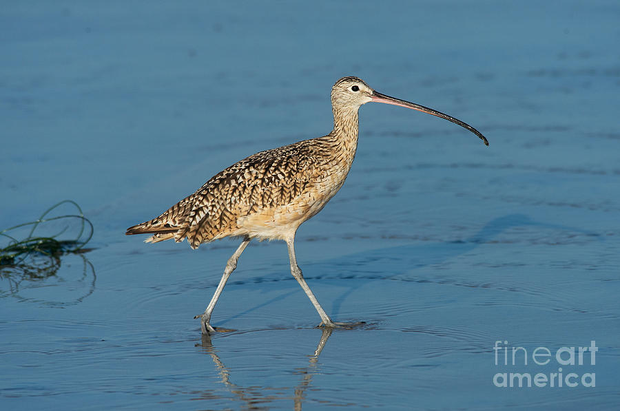 Wildlife Photograph - Long-billed Curlew by Anthony Mercieca