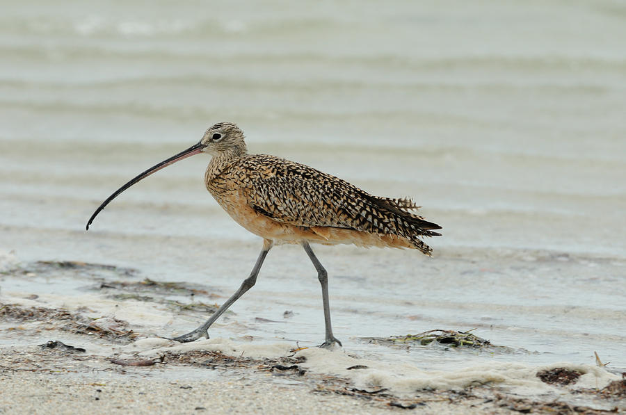 Long-Billed Curlew Photograph by Bradford Martin