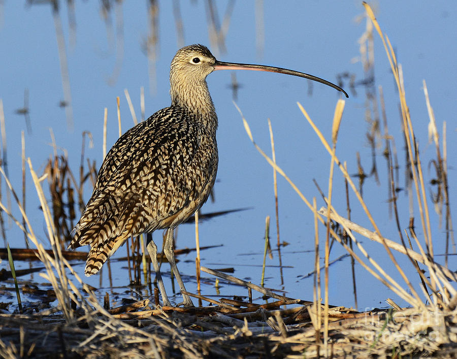 Long Billed Curlew Photograph by Dennis Hammer