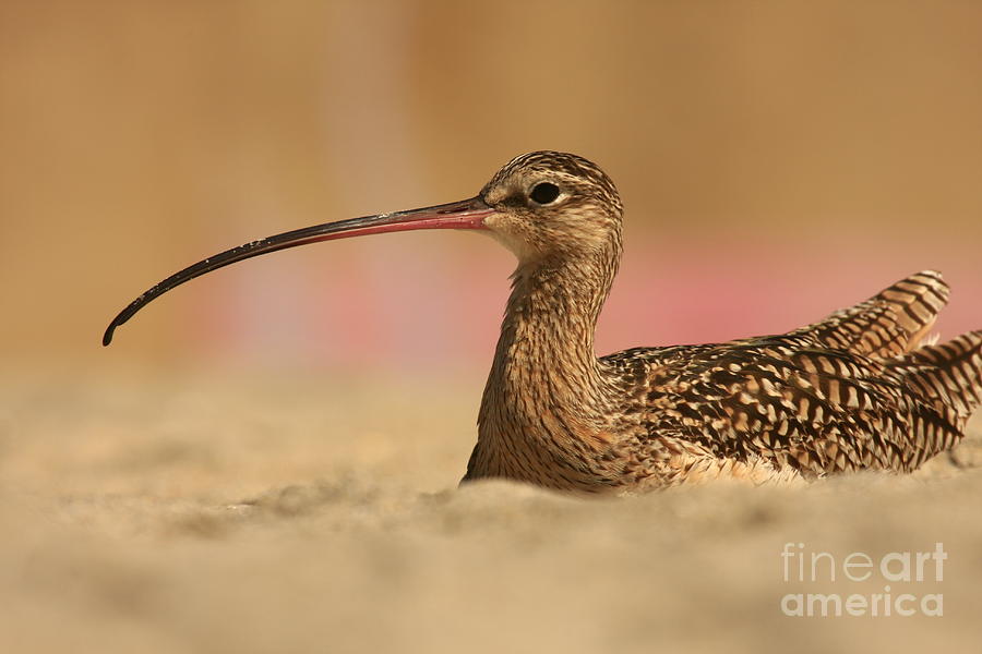 Landscape Photograph - Long Billed Curlew by John F Tsumas