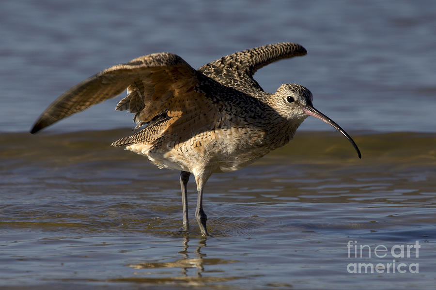 Bird Photograph - Long-billed Curlew by Meg Rousher