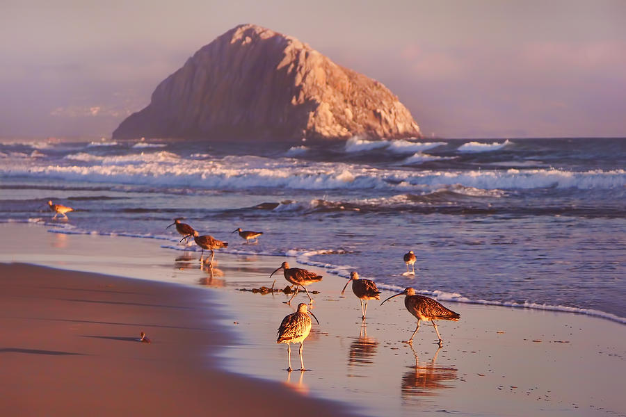 Beach Photograph - Long Billed Curlew - Morro Rock by Nikolyn McDonald